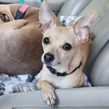 Rescue Chihuahua Dogs for Adoption in Oakville, Washington - Bambi | PetCurious