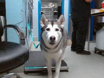 Husky and Mixed Breed Dogs Available for Adoption - CREAM | PetCurious