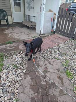 Daytona -  Labrador Retriever Dog for Adoption in New London, Wisconsin - Daytona | PetCurious