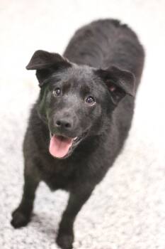 Black Labrador Retriever Dogs Available for Adoption in Manchester, New Hampshire - Anderson In NH! Come Meet Our Adoptable Dogs Wednesday-Saturday. | PetCurious