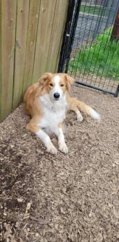 English Shepherd Dogs Available for Adoption in Indianapolis, Indiana - Hunter | PetCurious