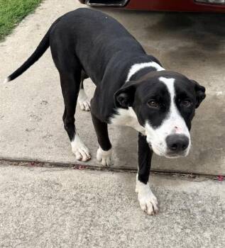 TILLY -  American Staffordshire Terrier Dog for Adoption in San Antonio, Texas - TILLY | PetCurious
