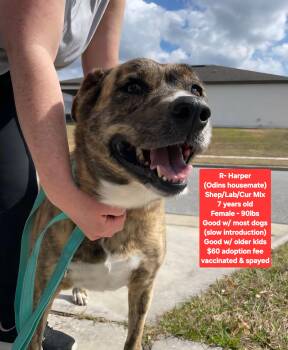 Shepherd and Labrador Retriever Dogs Available for Adoption - R- Harper | PetCurious