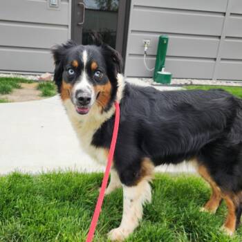 Australian Shepherd Dogs Available for Adoption in Fort Wayne, Indiana - Jane | PetCurious