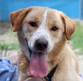 Labrador Retriever Dogs Available for Adoption in Kansas City, Kansas - Lisa (AO36605) | PetCurious