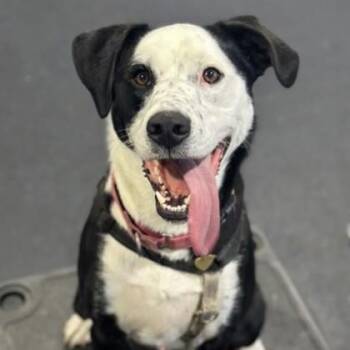 Earl Grey -  Border Collie and Shepherd Dog for Adoption in Richmond, Virginia - Earl Grey | PetCurious