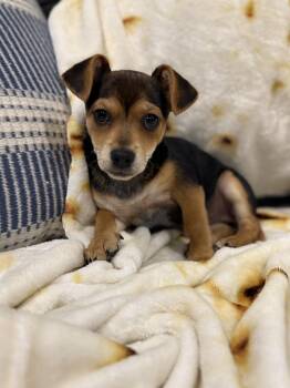 Chihuahua Dogs Available for Adoption in Penryn, California - Lily | PetCurious