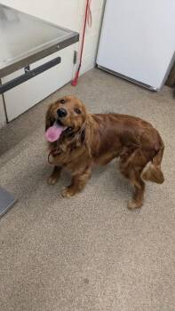 Golden Retriever and Cavalier King Charles Spaniel Dogs Available for Adoption - Jedd | PetCurious