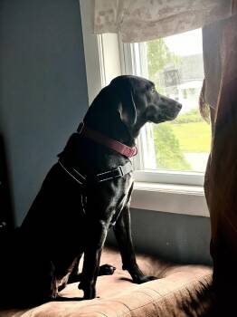 Cami - In CT -  Black Labrador Retriever Dog for Adoption - Cami - In CT | PetCurious