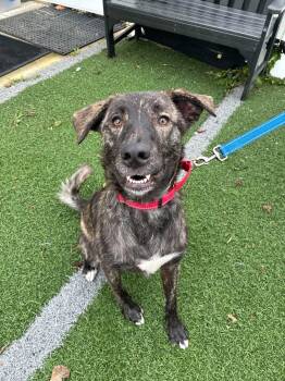 Nelly Jane -  Dutch Shepherd and Labrador Retriever Dog for Adoption in Hornell, New York - Nelly Jane | PetCurious