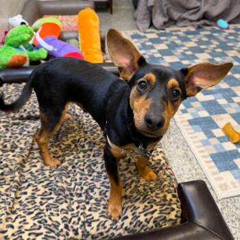 Jasper Jones -  Miniature Pinscher and Mixed Breed Dog for Adoption in Falls Church, Virginia - Jasper Jones | PetCurious