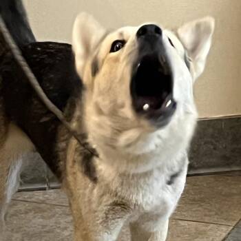 Mixed Breed Dogs Available for Adoption in Chattanooga, Tennessee - Stardust | PetCurious