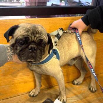 Wyatt -  Pug Dog for Adoption in Alvin, Texas - Wyatt | PetCurious