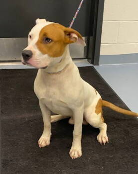 Rescue Pit Bull Terrier and American Staffordshire Terrier Dogs for Adoption in Ball Ground, Georgia - Duck | PetCurious