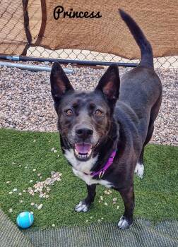 Rescue German Shepherd Dog Dogs for Adoption in Patchogue, New York - Princess | PetCurious