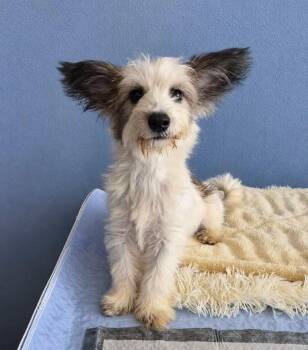 Dorothy Jo -  Maltese and Yorkshire Terrier Dog for Adoption in Fairfield, Connecticut - Dorothy Jo | PetCurious