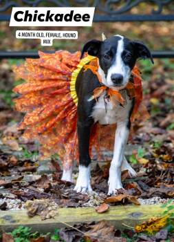 Chickadee -  Hound Dog for Adoption in Sevierville, Tennessee - Chickadee | PetCurious