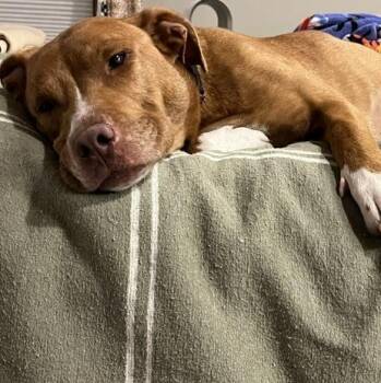 Rescue Terrier Dogs for Adoption in Springfield, Missouri - Penelope | PetCurious