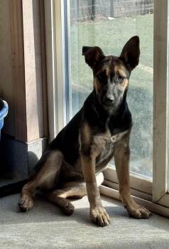 Edith -  German Shepherd Dog Dog for Adoption in Bend, Oregon - Edith | PetCurious