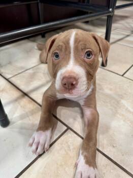 Rescue Pit Bull Terrier and American Bulldog Dogs for Adoption in Phoenix, Arizona - Creeper | PetCurious