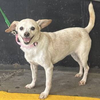 Bailey -  Chihuahua Dog for Adoption - Bailey | PetCurious
