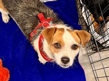 Panda -  Terrier Dog for Adoption in Lee