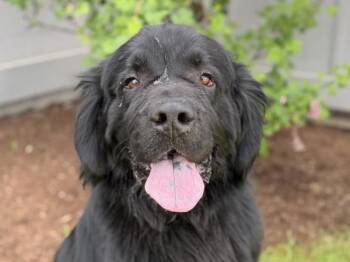 Duke -  Newfoundland Dog Dog for Adoption in Portland, Oregon - Duke | PetCurious