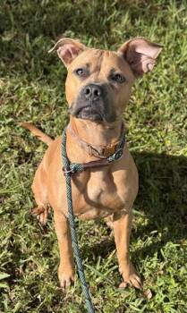 Boxer and American Staffordshire Terrier Dogs Available for Adoption in Fort Lauderdale, Florida - KARMA | PetCurious