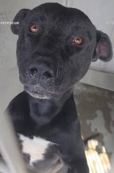 American Staffordshire Terrier and Black Labrador Retriever Dogs Available for Adoption in Saratoga Springs, New York - Jaxson | PetCurious