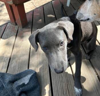 Chanel -  Pit Bull Terrier Dog for Adoption in Colorado Springs, Colorado - Chanel | PetCurious