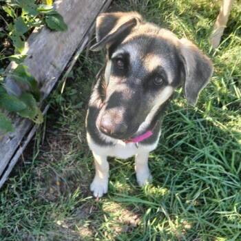 Dorothy -  German Shepherd Dog Dog for Adoption in Raleigh, North Carolina - Dorothy | PetCurious