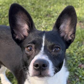 Chihuahua Dogs Available for Adoption in Jefferson, Wisconsin - Panda | PetCurious