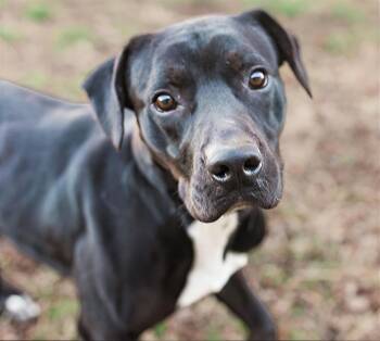 Haiku -  Mixed Breed Dog for Adoption in Nashville, Tennessee - Haiku | PetCurious