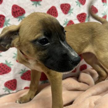 Kakashi -  Boxer and Mixed Breed Dog for Adoption in Tampa, Florida - Kakashi | PetCurious
