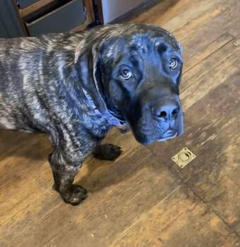 Rescue Mastiff Dogs for Adoption in Grand Forks, North Dakota - Indigo | PetCurious