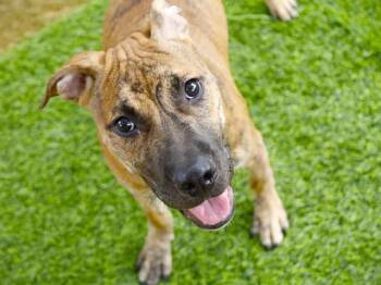Rescue American Staffordshire Terrier and Mixed Breed Dogs for Adoption in Tallahassee, Florida - ZOOMIE | PetCurious