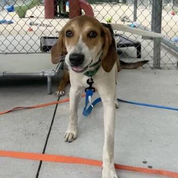 Siesta -  Hound Dog for Adoption in Fairfax Station, Virginia - Siesta | PetCurious