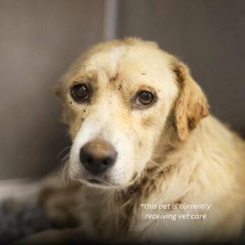 MENCHACA -  Terrier Dog for Adoption in San Antonio, Texas - MENCHACA | PetCurious