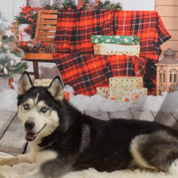 Baloo -  Siberian Husky Dog for Adoption in Glenfield, New York - Baloo | PetCurious