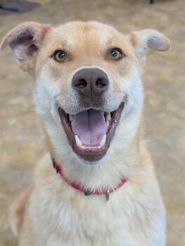 Husky Dogs Available for Adoption in Bethel, Alaska - Karma | PetCurious