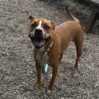 Eevee -  Mixed Breed Dog for Adoption in West Olive, Michigan - Eevee | PetCurious