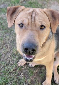 PINK -  Shepherd Dog for Adoption in Thousand Oaks, California - PINK | PetCurious