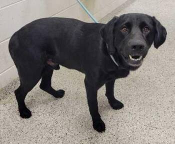 Seager -  Labrador Retriever and Mixed Breed Dog for Adoption in Kansas City, Missouri - Seager | PetCurious