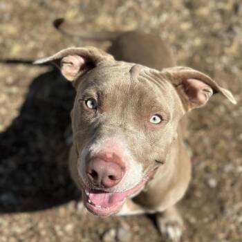 Champ -  Pit Bull Terrier Dog for Adoption in Fort Smith, Arkansas - Champ | PetCurious
