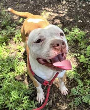 Rocky Potato -  Pit Bull Terrier Dog for Adoption in Deering, New Hampshire - Rocky Potato | PetCurious