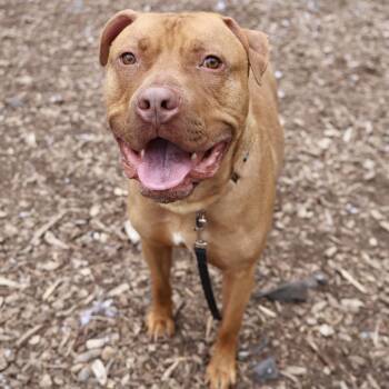 Rudy -  American Staffordshire Terrier Dog for Adoption in Briarcliff Manor, New York - Rudy | PetCurious