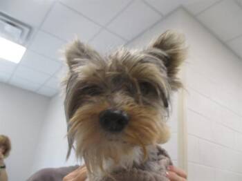 BARRY -  Yorkshire Terrier Dog for Adoption in Ocala, Florida - BARRY | PetCurious