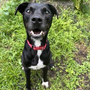 Rocky -  Black Labrador Retriever Dog for Adoption in Klein, Texas - Rocky | PetCurious