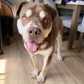 American Staffordshire Terrier and Husky Dogs Available for Adoption in Buffalo, Minnesota - Gerald | PetCurious