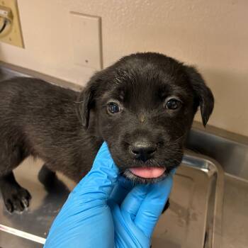 Rescue Labrador Retriever Dogs for Adoption in San Antonio, Texas - Zoey | PetCurious